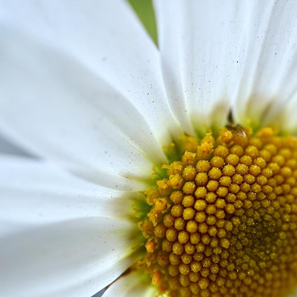 fiore margherita bianca nella stagione primaverile foto