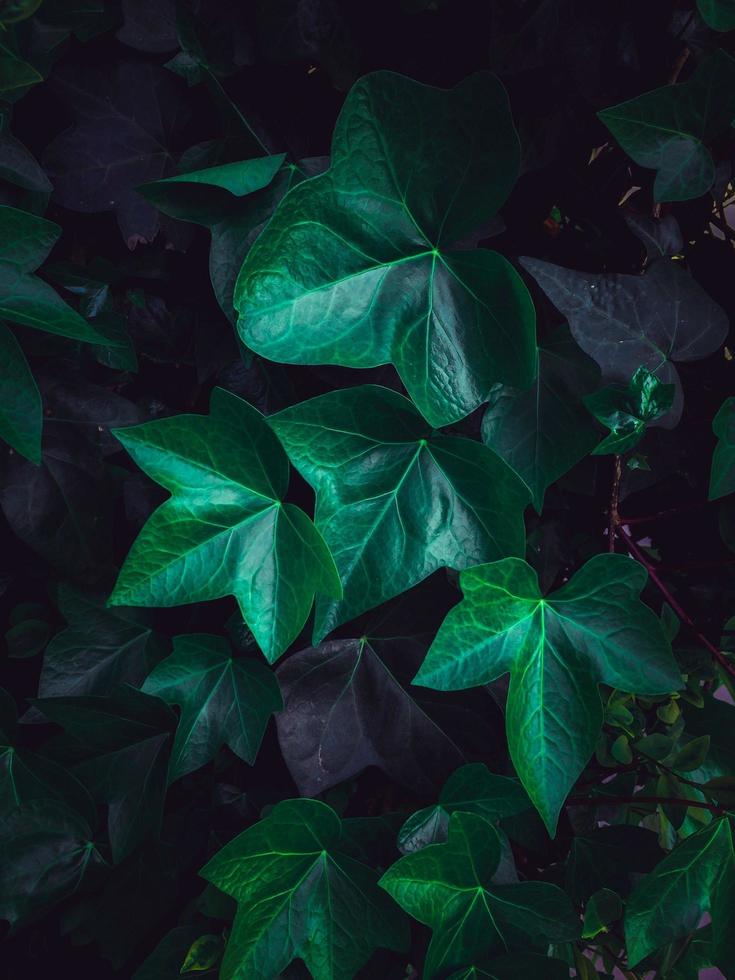 pianta verde foglie in un giardino nella stagione primaverile foto