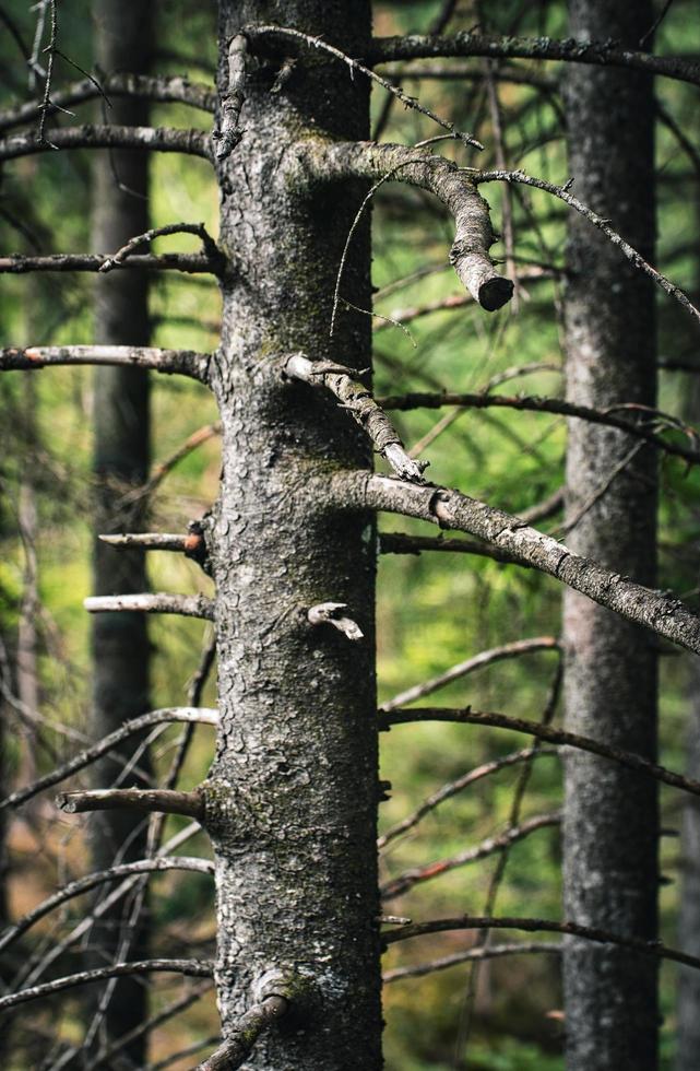 sfondo scuro di vecchi alberi nella foresta foto