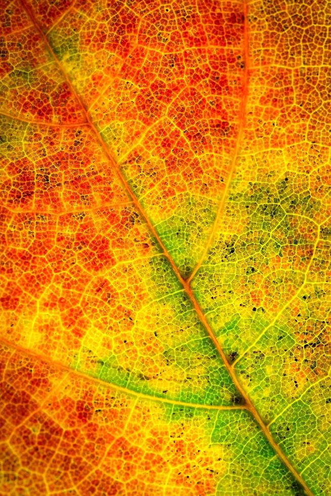 dettaglio di una foglia d'autunno foto