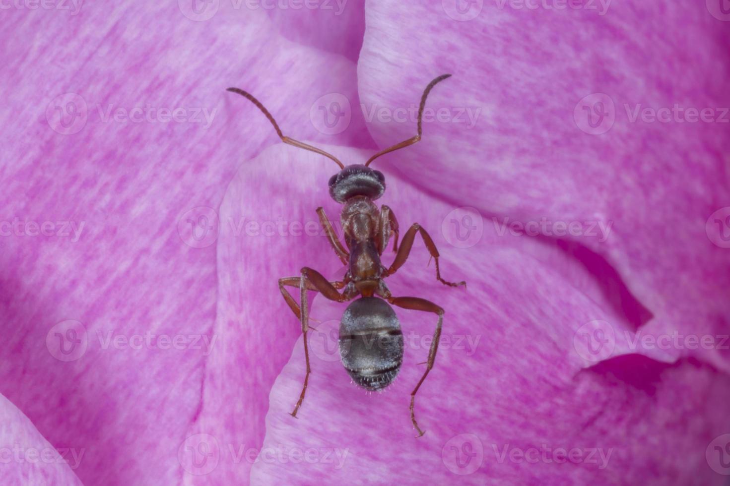 vicino su di Marrone formica seduta su rosa peonia foto