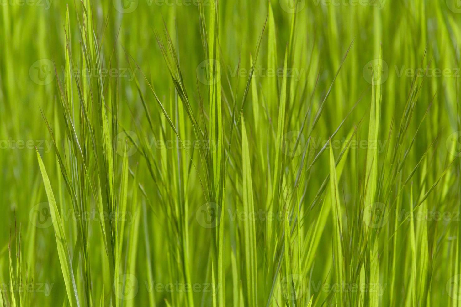 vicino su di verde erba foto