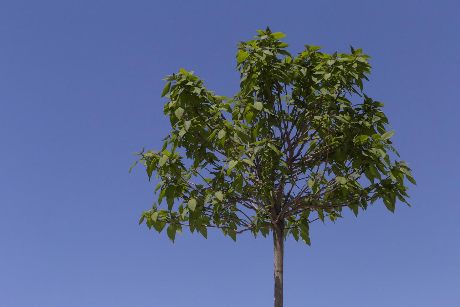 corona di giapponese ciliegia albero contro blu cielo foto