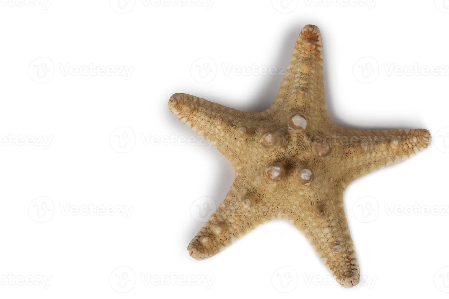 bellissimo stella marina su isolato su bianca sfondo. foto