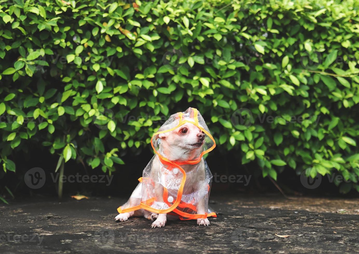 Marrone corto capelli chihuahua cane indossare pioggia cappotto cappuccio seduta su cemento pavimento nel il giardino, guardare lontano. foto