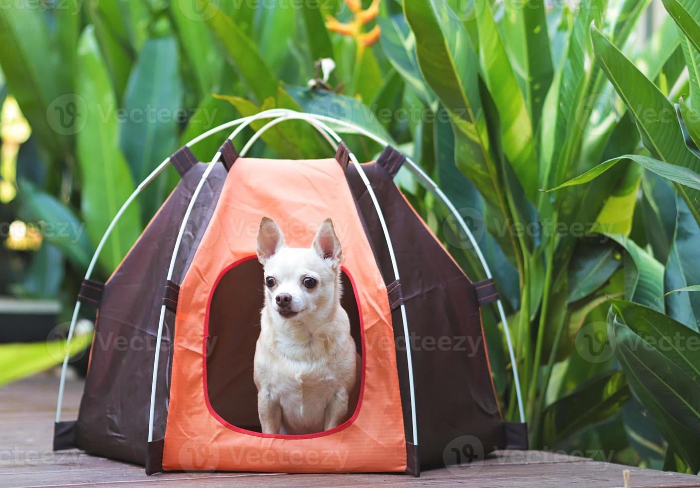 Marrone corto capelli chihuahua cane seduta dentro arancia campeggio tenda su di legno pavimento, con heliconia pianta, all'aperto, guardare a telecamera. animale domestico viaggio concetto. foto