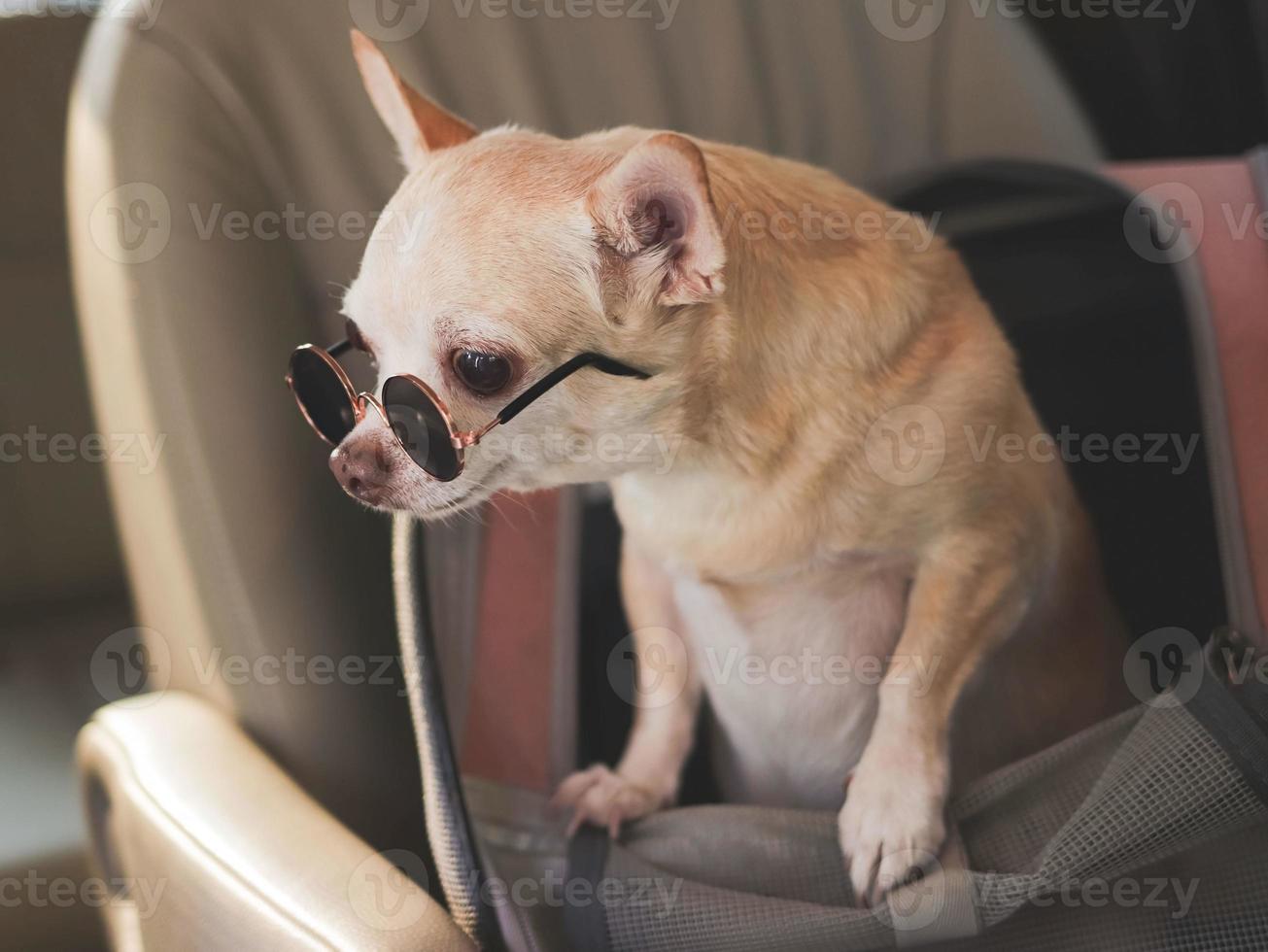 Marrone chihuahua cane indossare occhiali da sole in piedi nel viaggiatore animale domestico vettore Borsa nel auto posto a sedere. sicuro viaggio con animale domestico concetto. foto