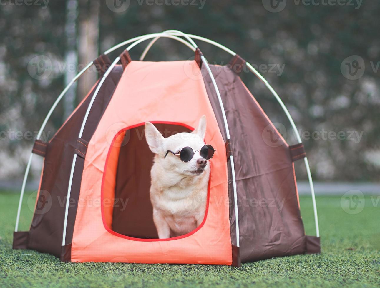 Marrone corto capelli chihuahua cane indossare occhiali da sole seduta dentro arancia campeggio tenda su verde erba, all'aperto, guardare lontano. animale domestico viaggio concetto. foto