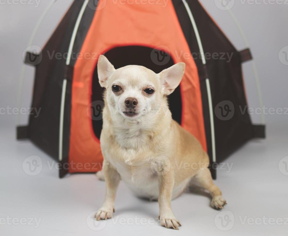 Marrone corto capelli chihuahua cane seduta nel davanti di arancia campeggio tenda su bianca sfondo, guardare a telecamera. animale domestico viaggio concetto. foto