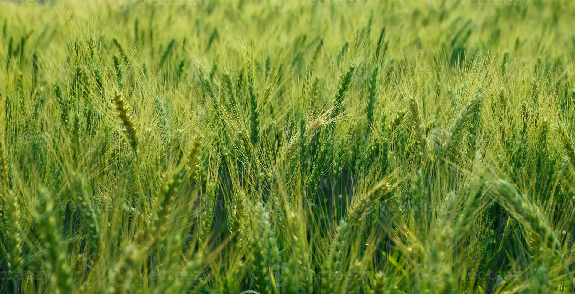 campi di orzo verde foto