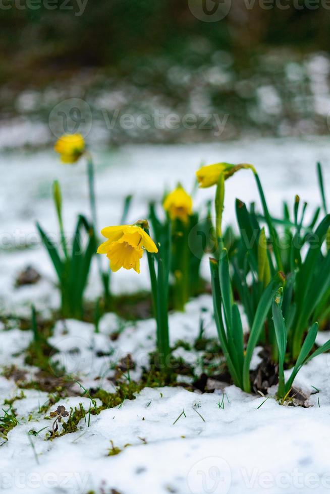 fioritura Narciso con gocce di pioggia su esso nel primavera con neve su il terra foto