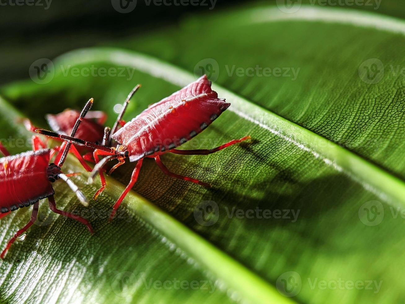 macro fotografia, insetti, Pentatomidae foto