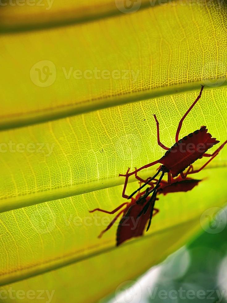 macro fotografia, insetti, Pentatomidae foto