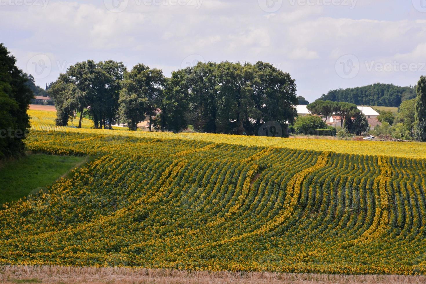 panoramico rurale paesaggio foto