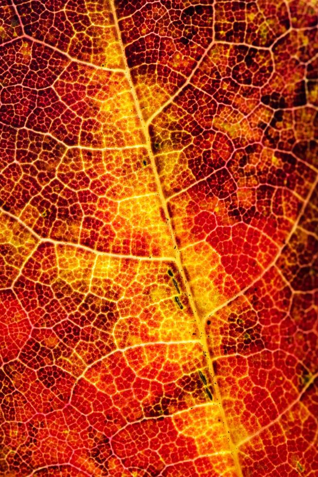 foglia d'autunno rosso foto