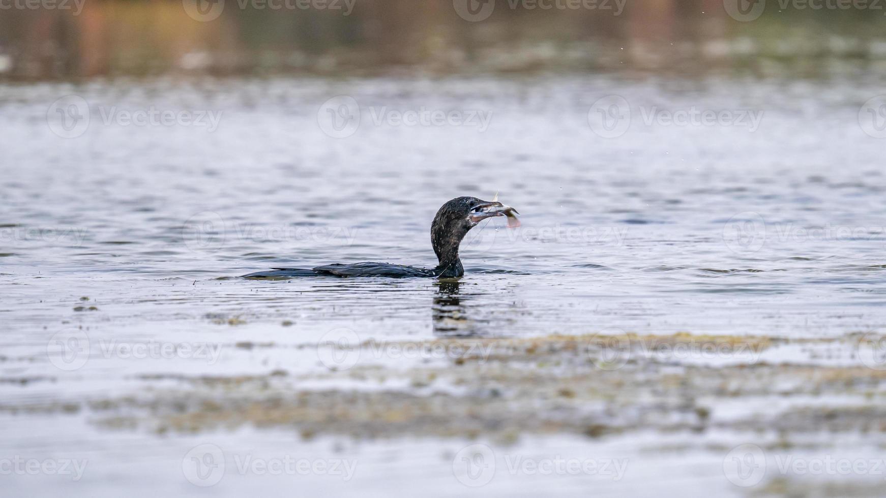 poco cormorano, giavanese cormorano con catturare foto