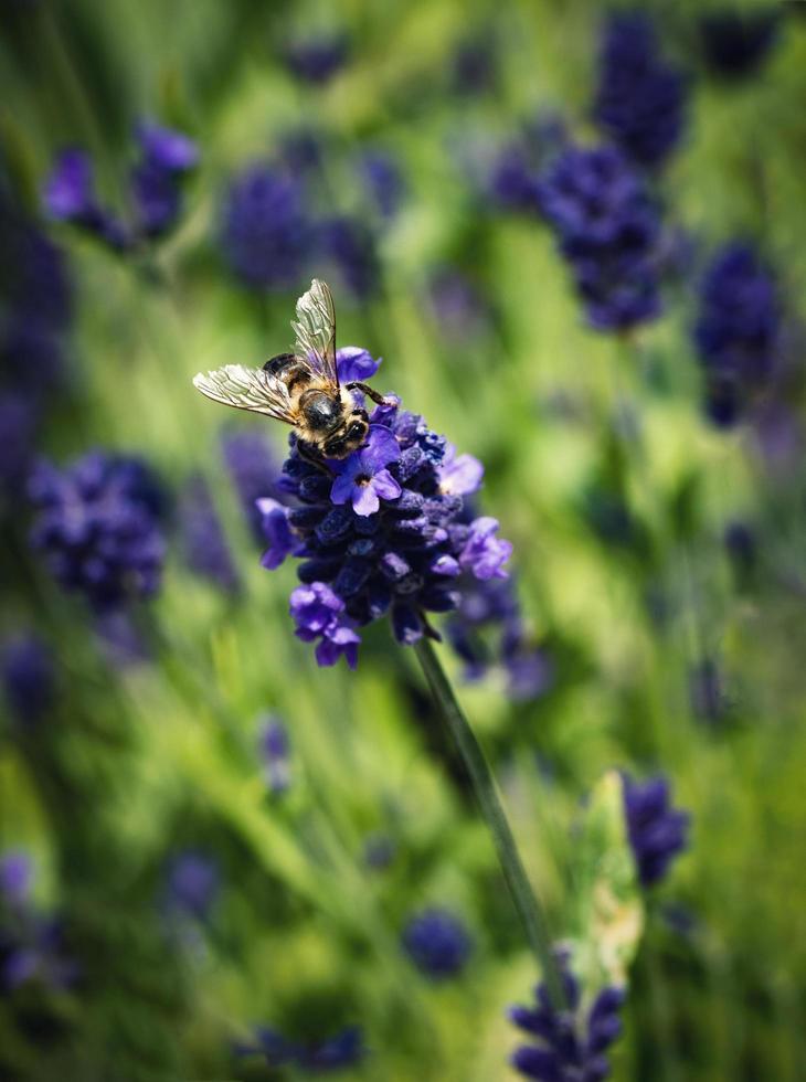 ape sulla lavanda foto