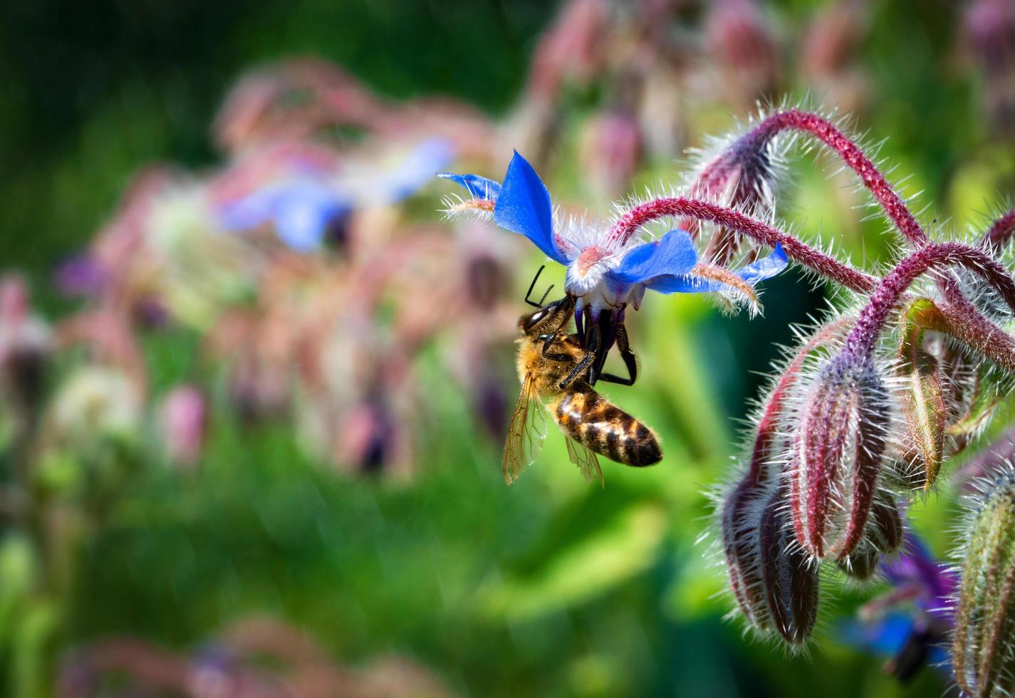 ape su un fiore di borragine blu foto