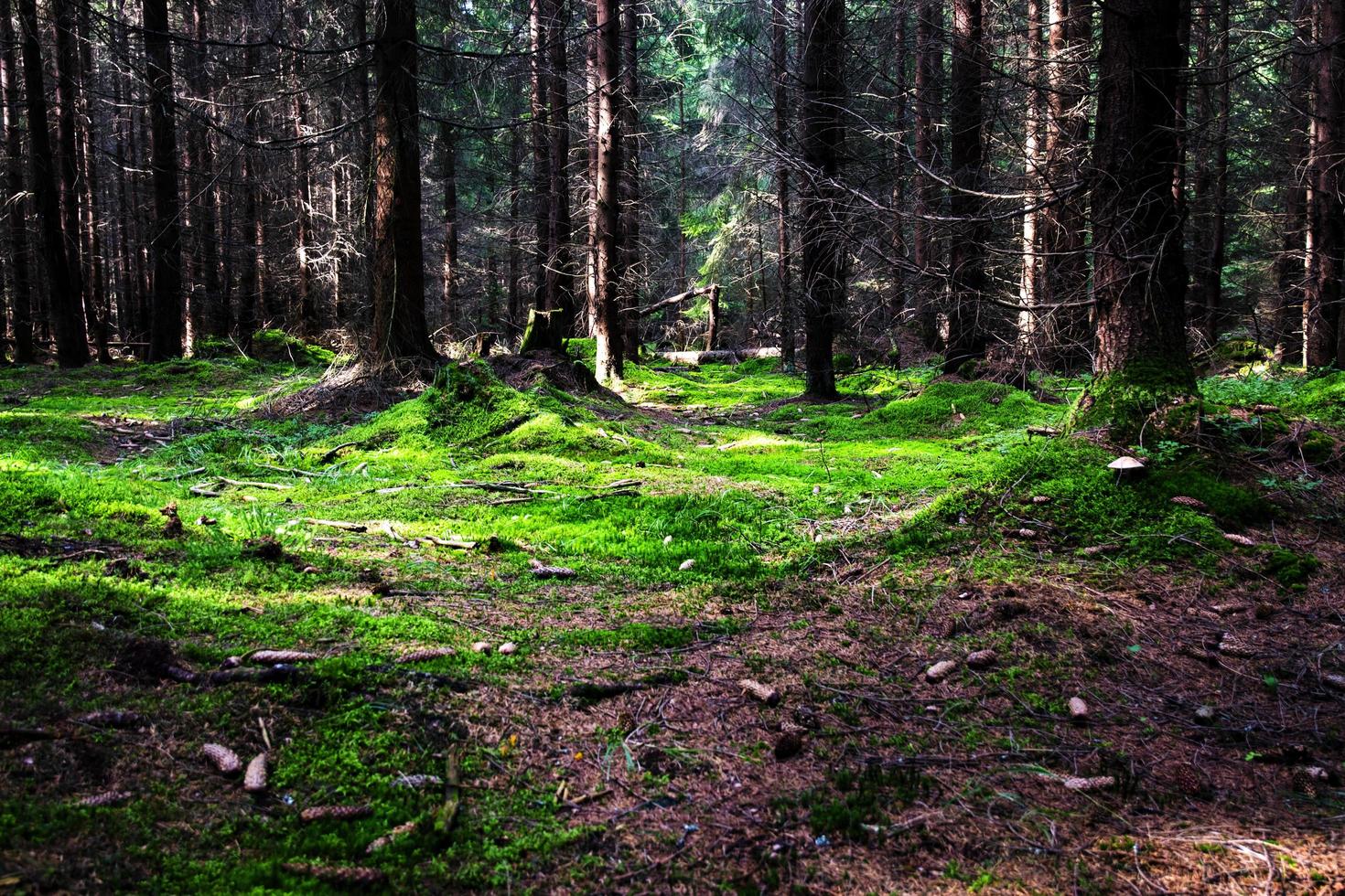 fitta foresta con un muschio verde foto