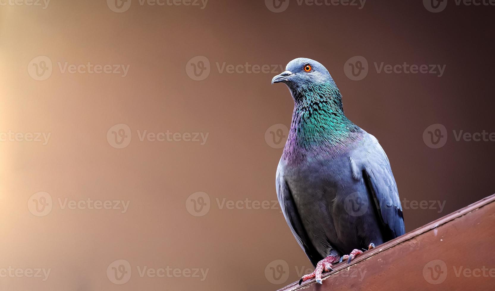 ritratto di un' Piccione vicino su. foto