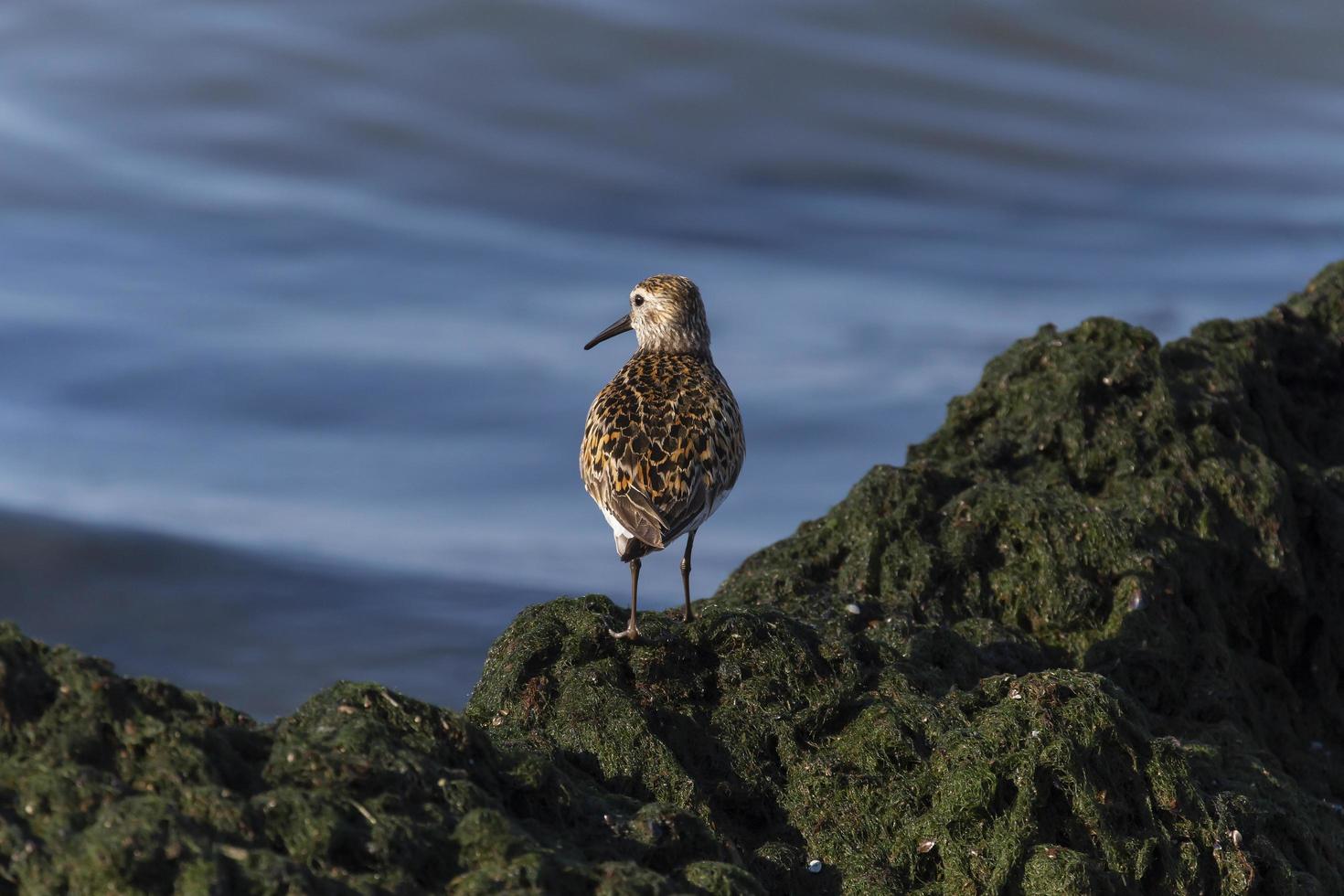 ampio fatturato beccaccino in piedi su alghe a costa foto