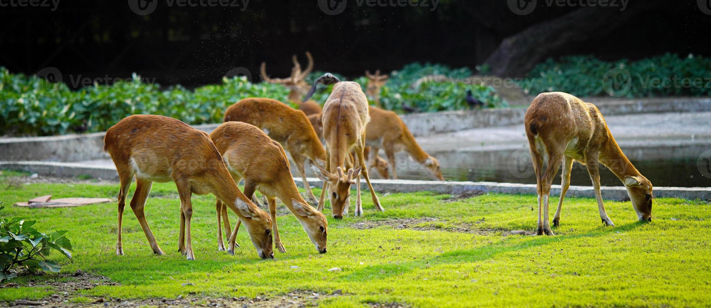 cervo mangiare erba insieme nel mandria foto