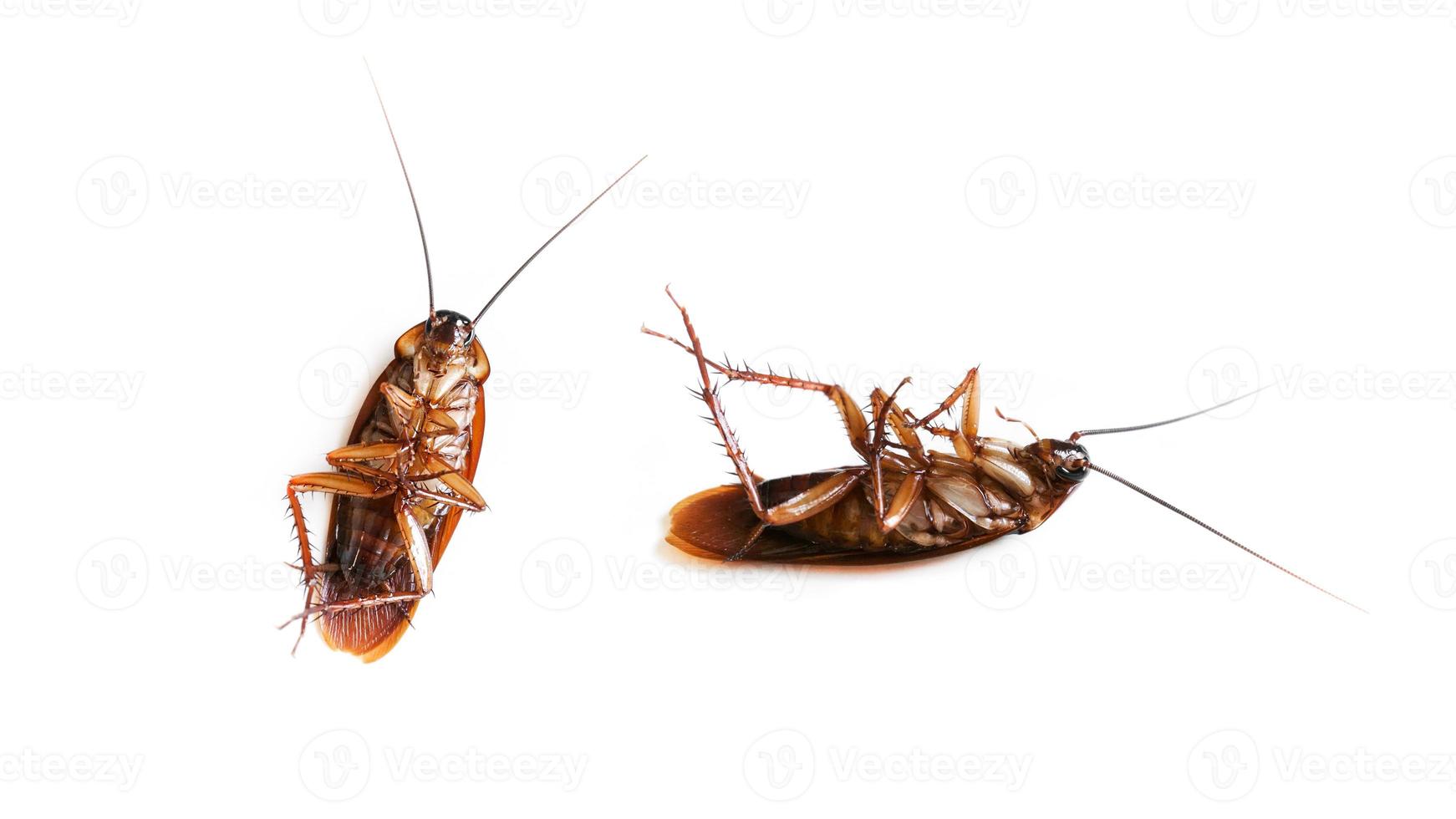 scarafaggio isolato su un' bianca sfondo superiore vista, morto scarafaggi foto