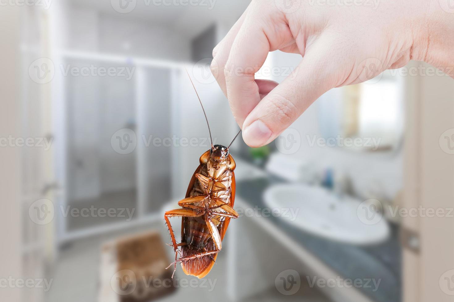 mano Tenere Marrone scarafaggio su gabinetto sfondo, eliminare scarafaggio nel servizi igienici, scarafaggi come vettori di malattia foto