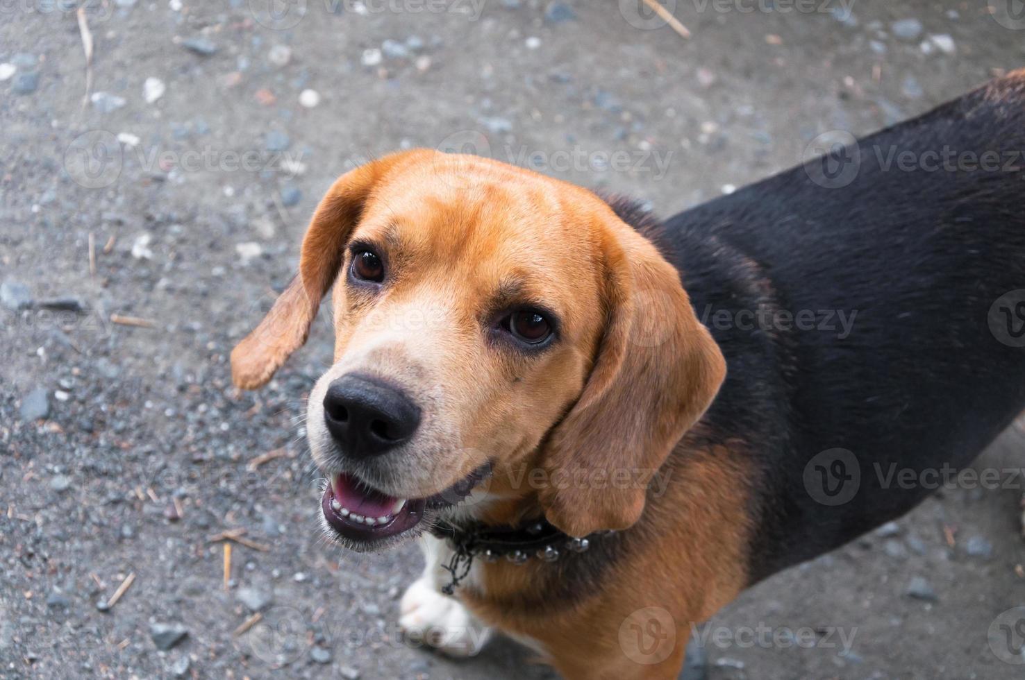 simpatico cane beagle foto