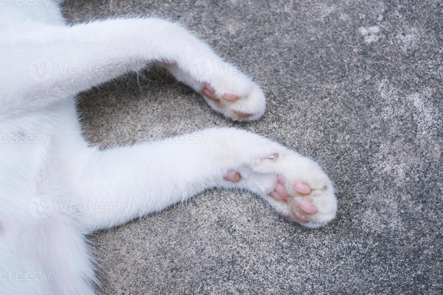 il ritratto di gatto zampe. bello gatto piedi foto