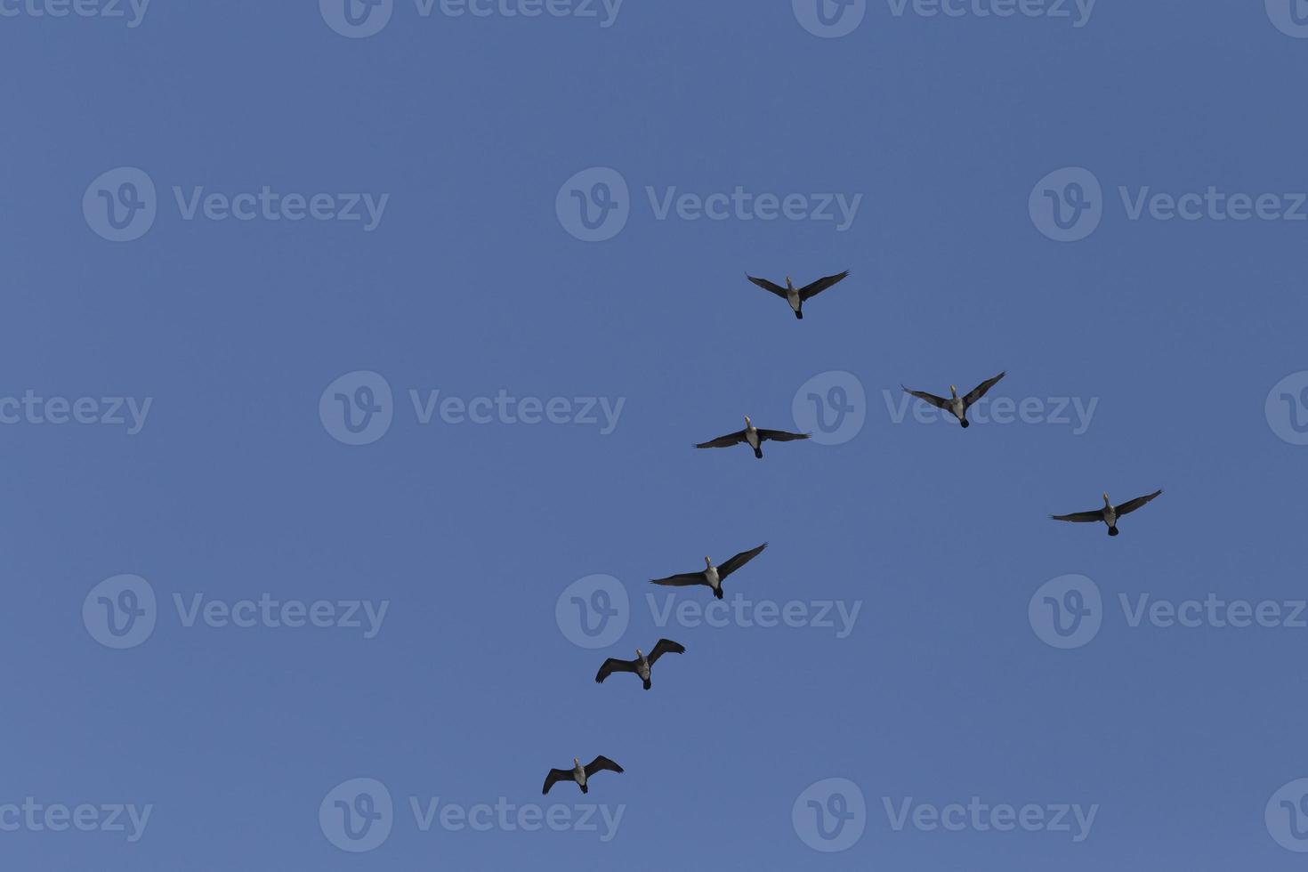 grande cormorani volante nel un' chiaro blu cielo foto