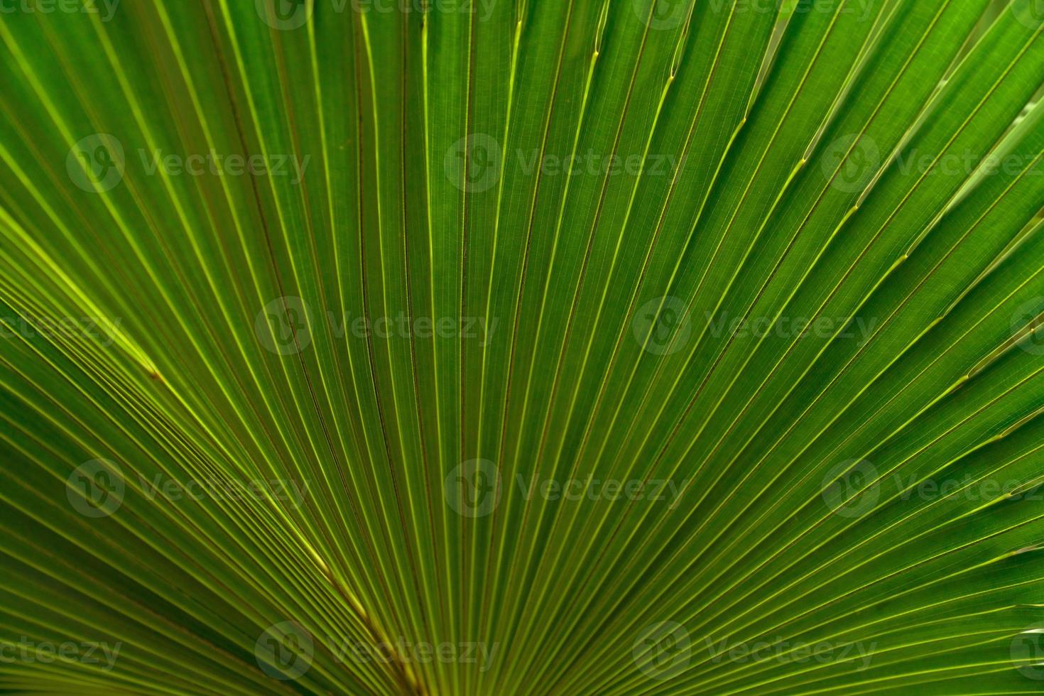 verde le foglie consistenza, tropicale foglia per natura sfondo, foglia palma fogliame albero foto