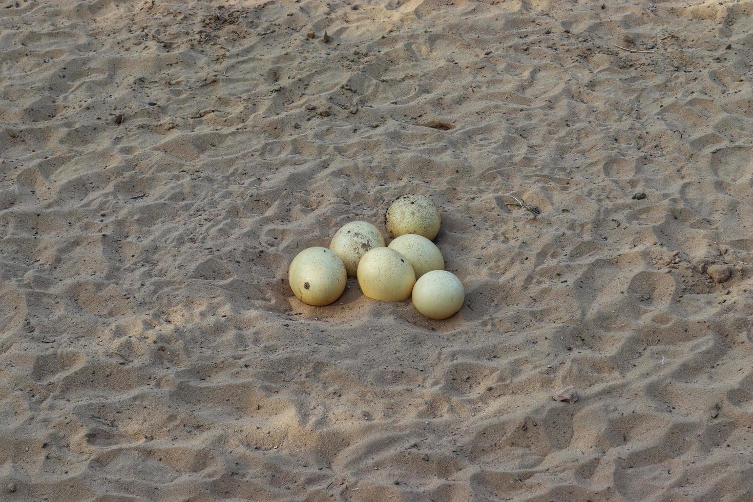 struzzo uovo su il sabbia.struzzo uovo azione foto