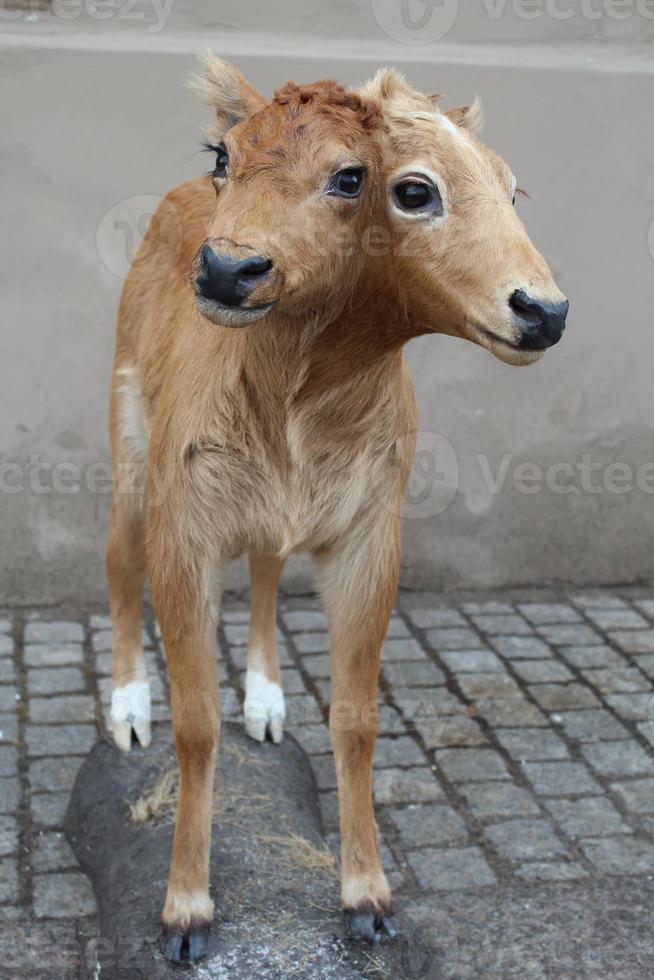 Due headed piccolo antilope nel davanti foto