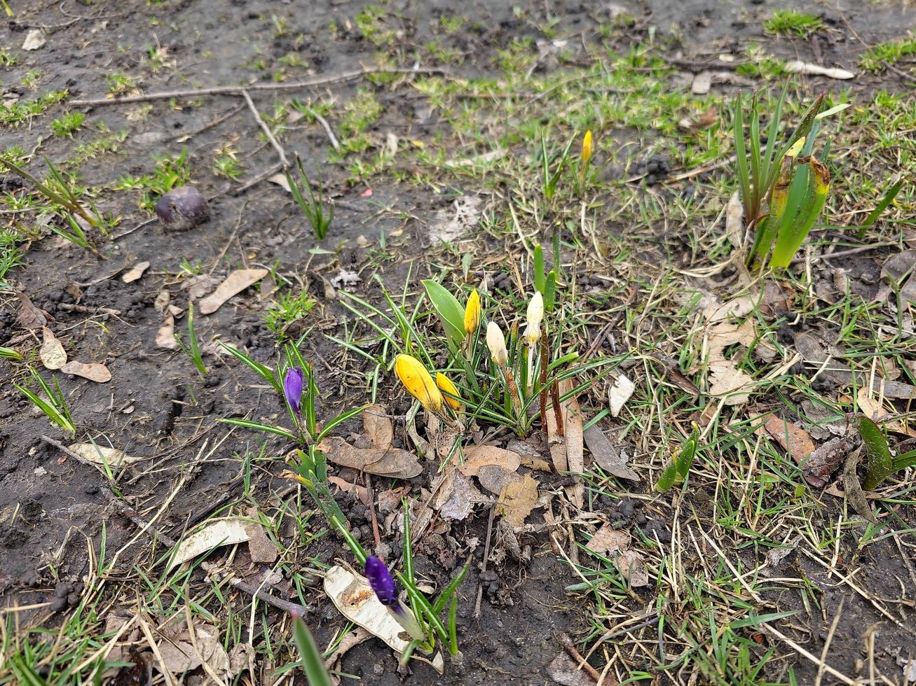 un' gruppo di colorato crochi con non aperto mini cuffie nel presto primavera nel un' città parco. foto