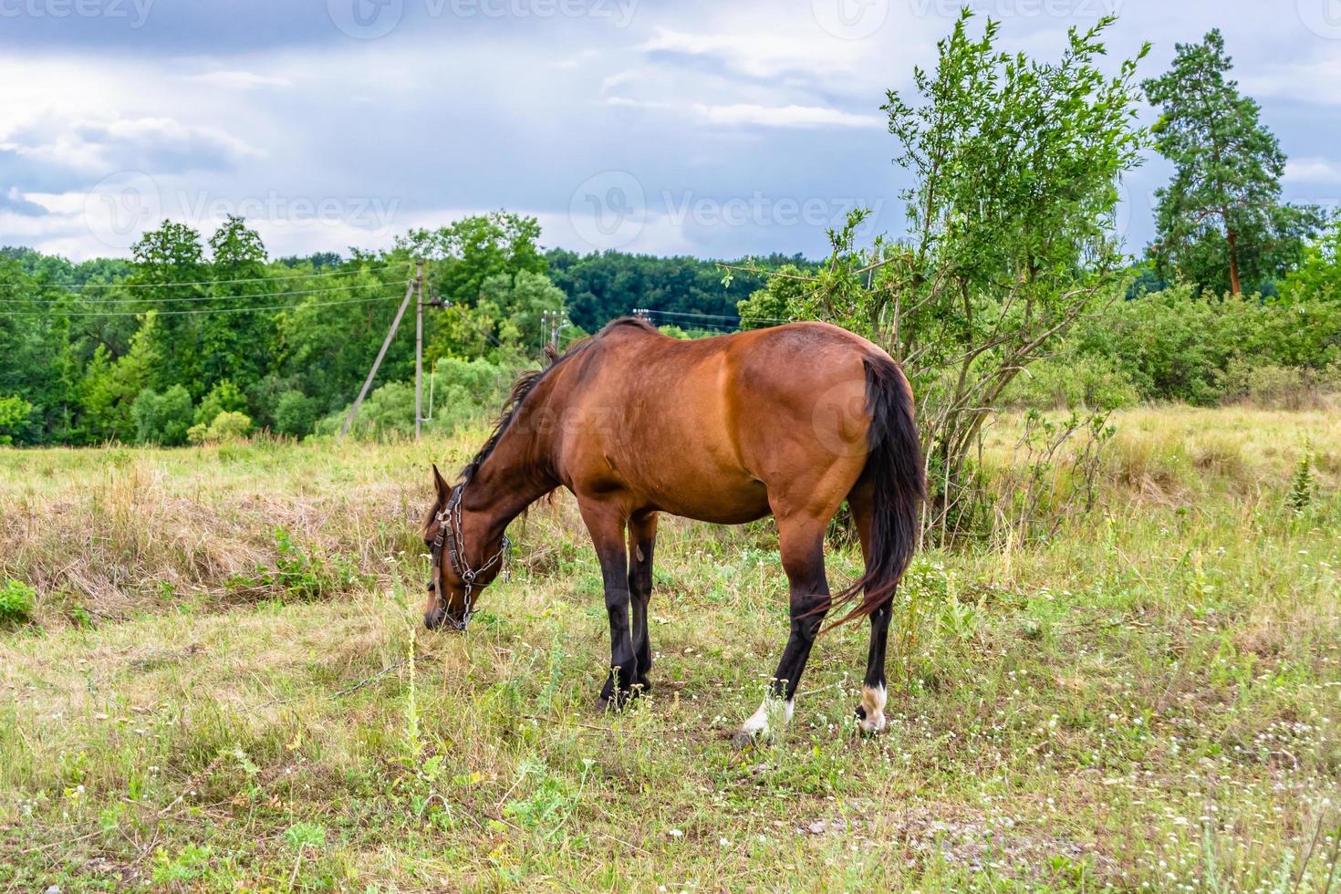 bellissimo stallone selvaggio cavallo marrone sul prato fiorito estivo foto