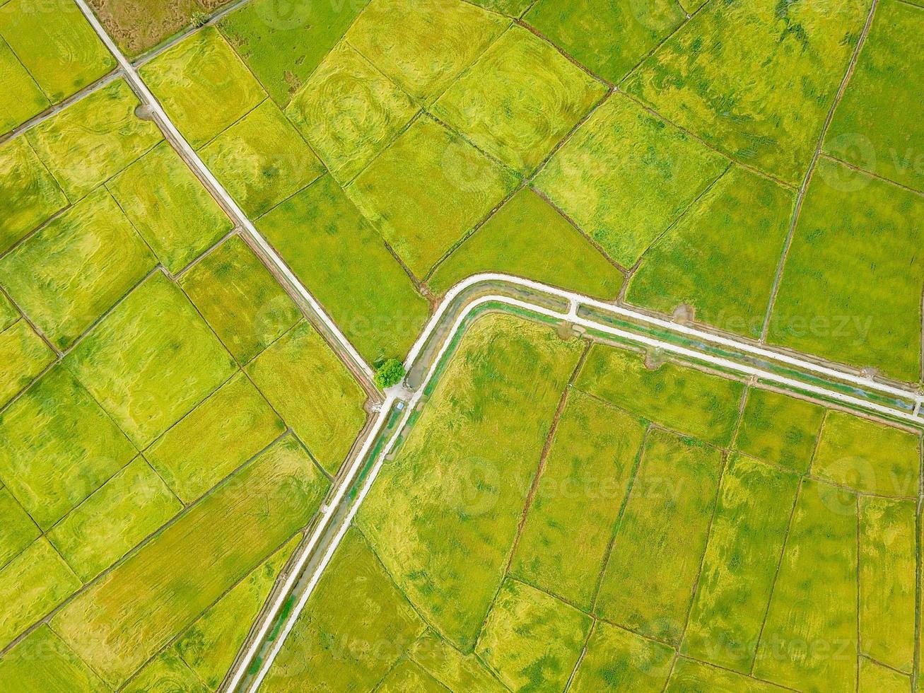 aereo Guarda giù verde risaia campo nel mattina foto