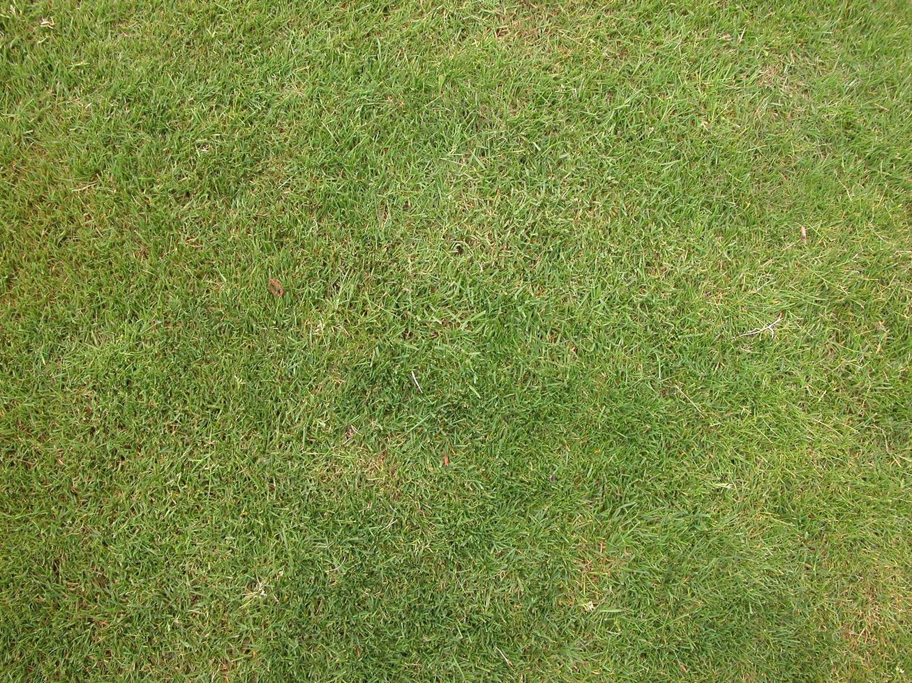 verde erba struttura può essere uso come sfondo foto