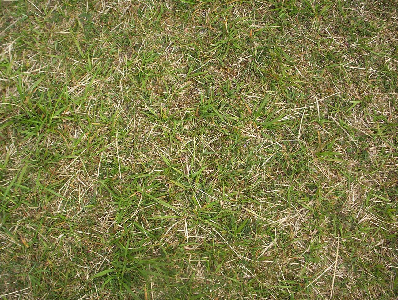 verde erba struttura può essere uso come sfondo foto