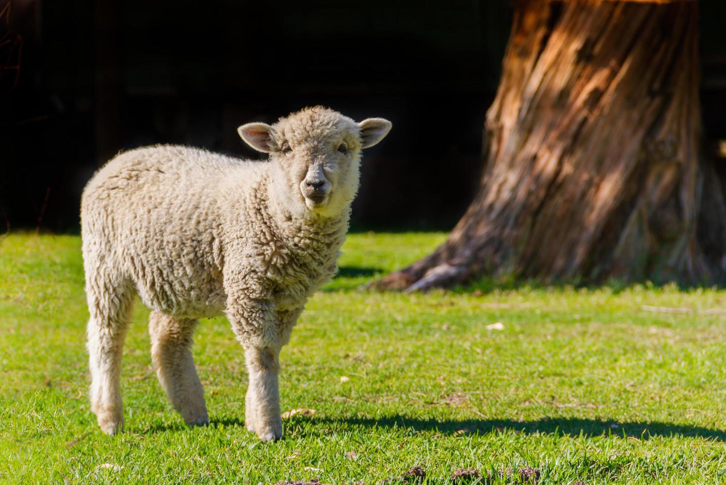 ritratto di agnello nel il campo con nero sfondo foto