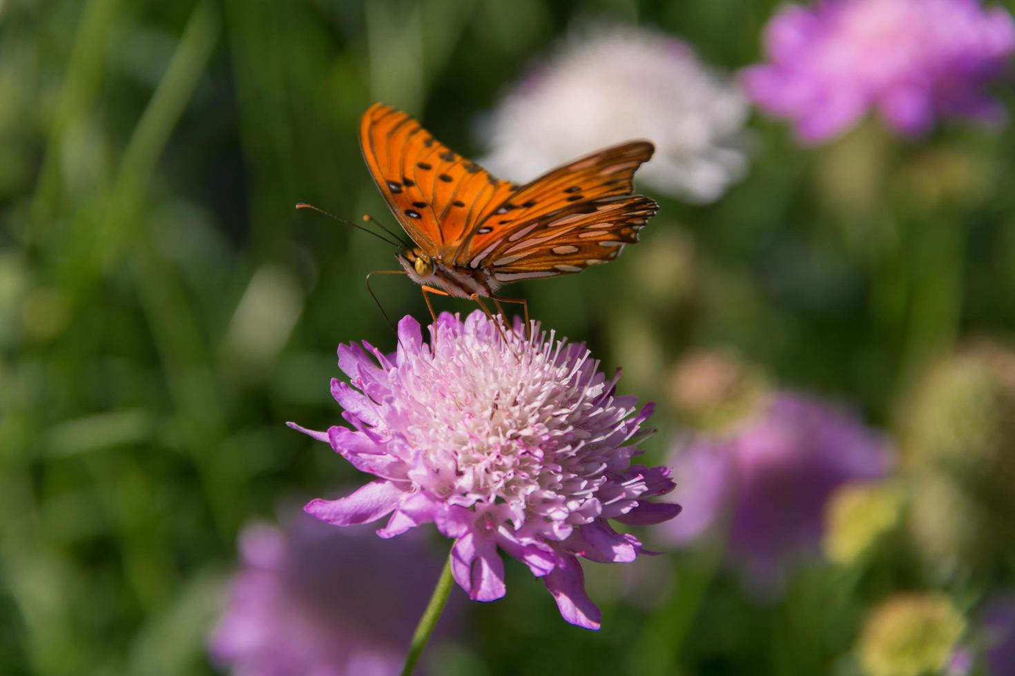 bellissimo monarca farfalla svolazzanti al di sopra di lilla fiori e cardi foto