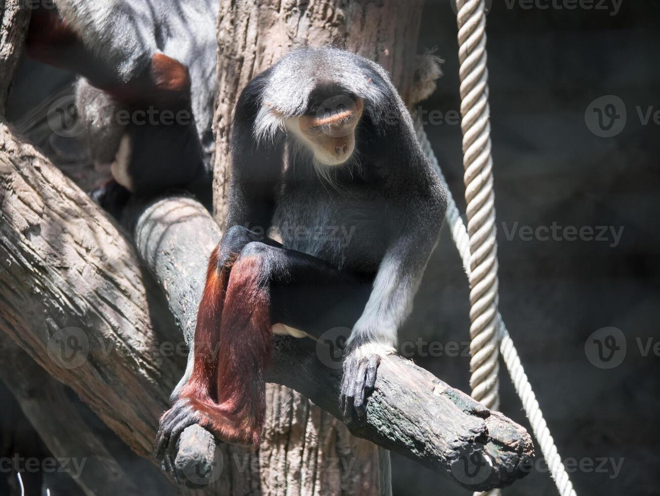 scimmia nel il zoo foto