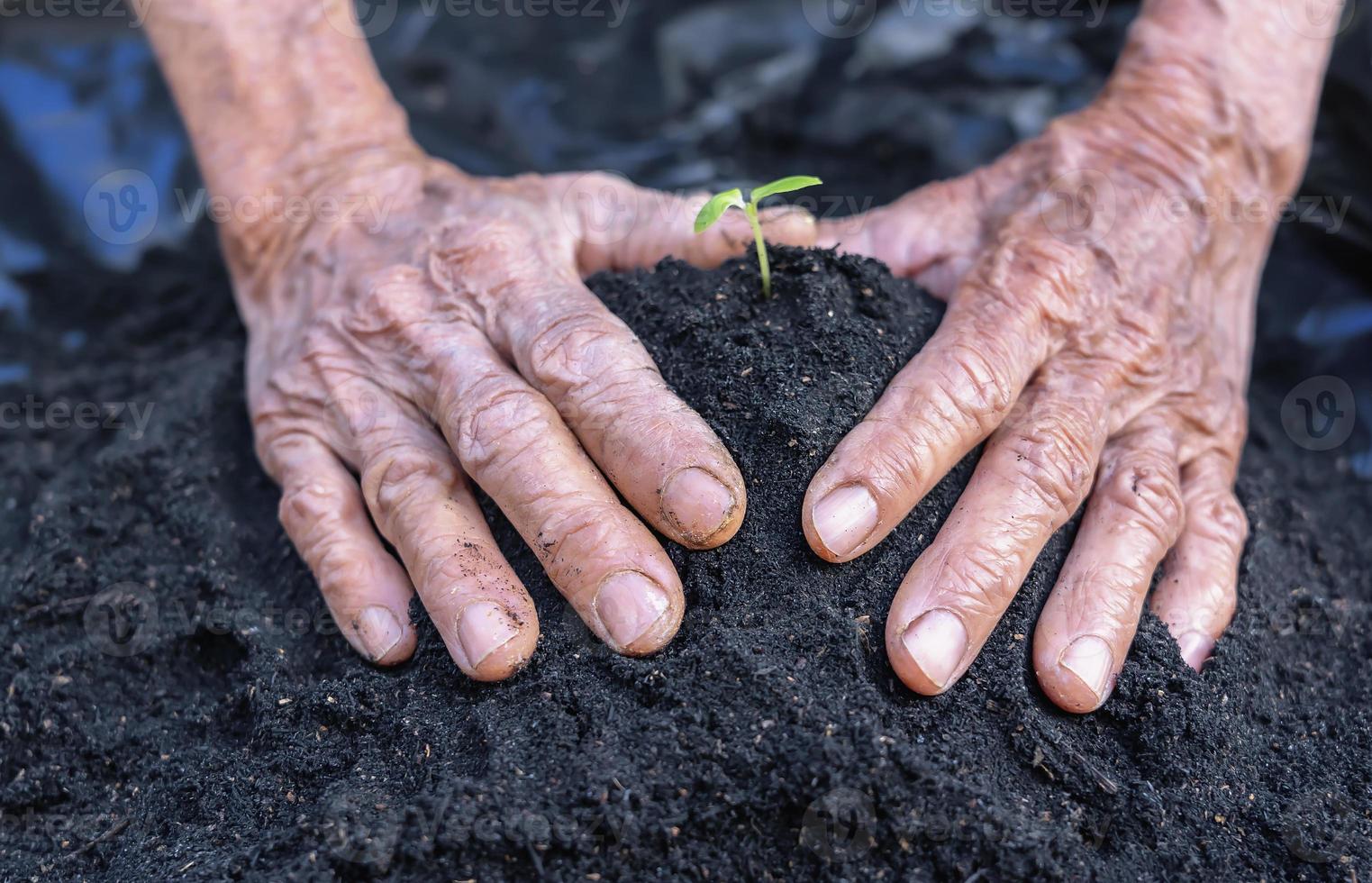 donna di anziano mani mostrare bellissimo poco verde albero impianti o giovane impianti preparazione per piantare nel abbondanza suolo per agricoltura. cura di ambiente. ecologia concetto foto