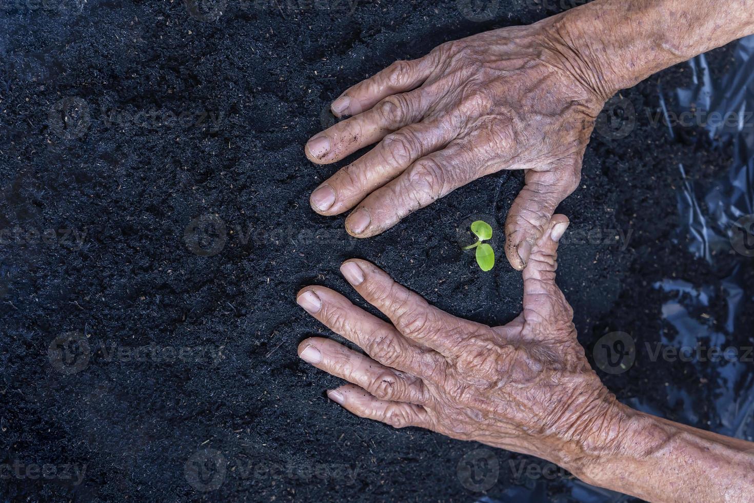 donna di anziano mani mostrare bellissimo poco verde albero impianti o giovane impianti preparazione per piantare nel abbondanza suolo per agricoltura. cura di ambiente. ecologia concetto foto