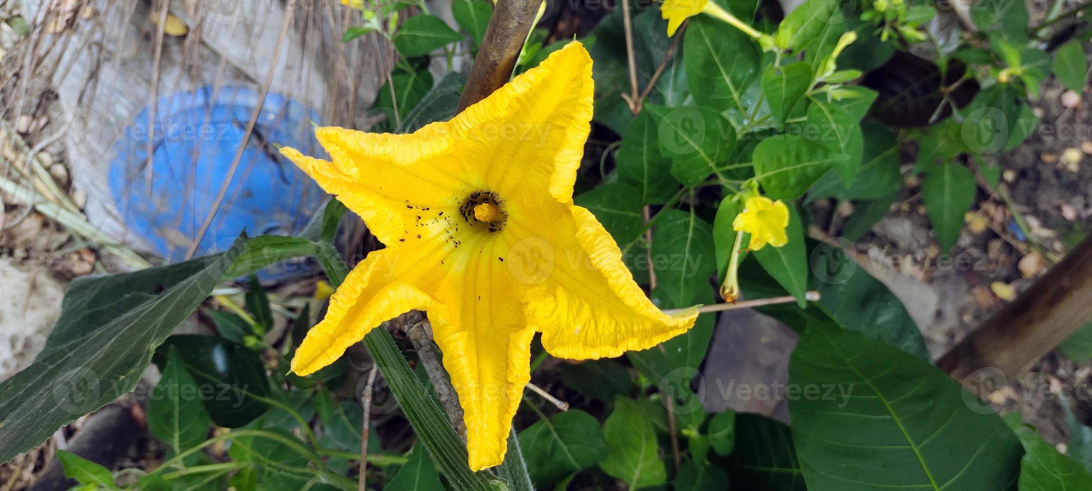 un' giallo fiore con un' grande fiore chiamato il ranuncolo foto