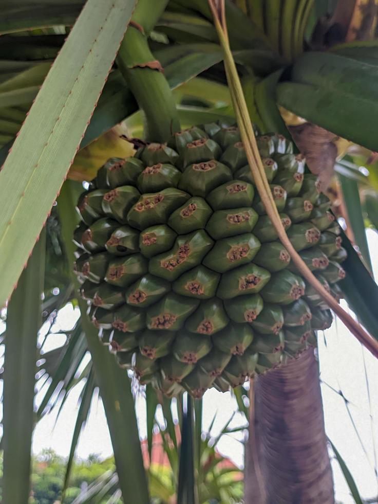 un' vicino su di Pandanus utilis frutta foto