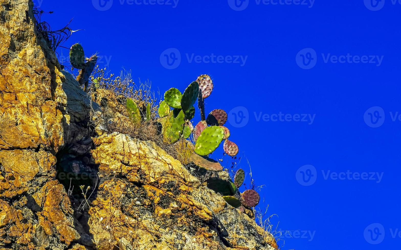 rocce scogliere coperto di vegetazione con natura impianti alberi cespugli fiori cactus. foto