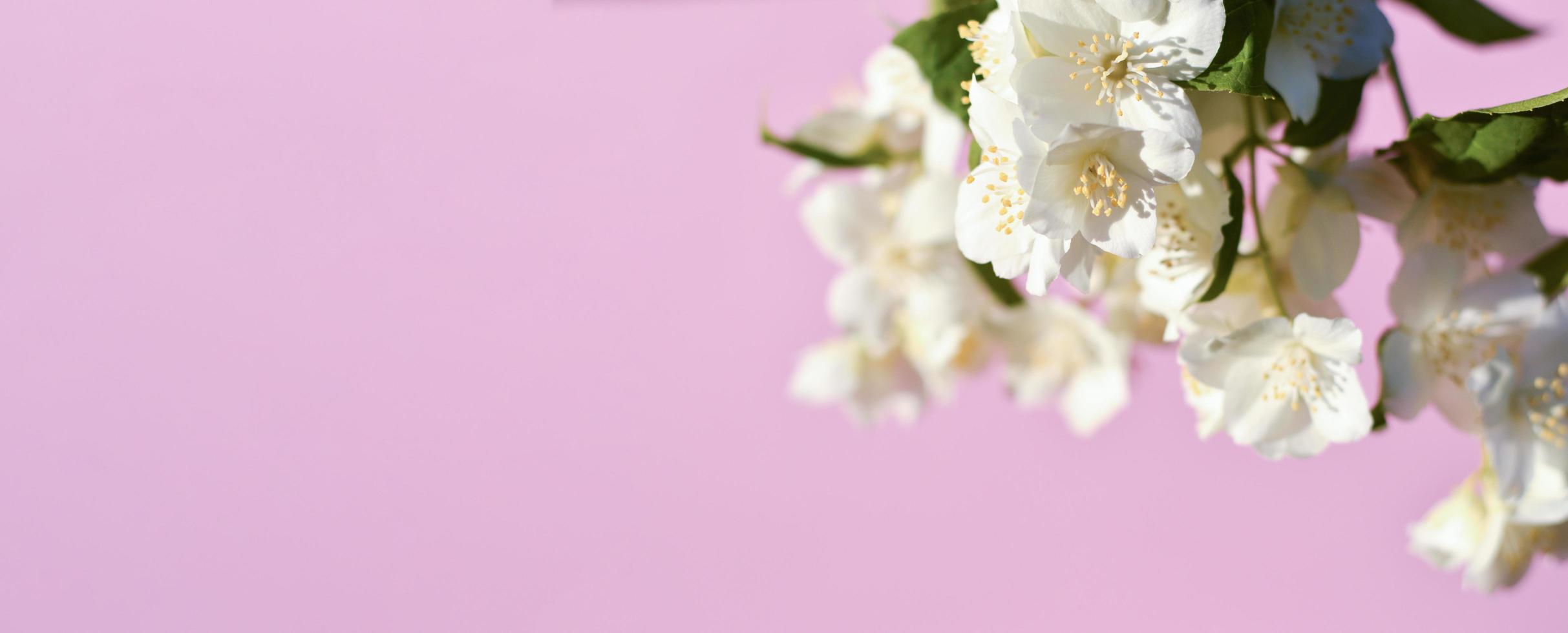 bellissimo deicare rosa rosa fiore nel femmina mani, vicino su. rosa come verginità simbolo. femmina Salute concetto. foto