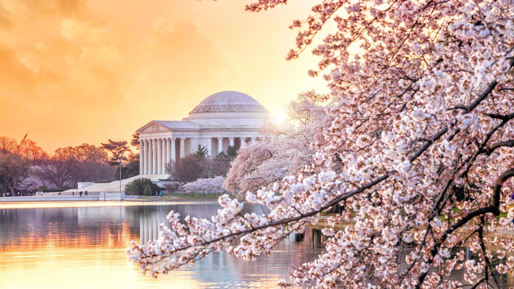 il memoriale di Jefferson durante il festival dei fiori di ciliegio foto