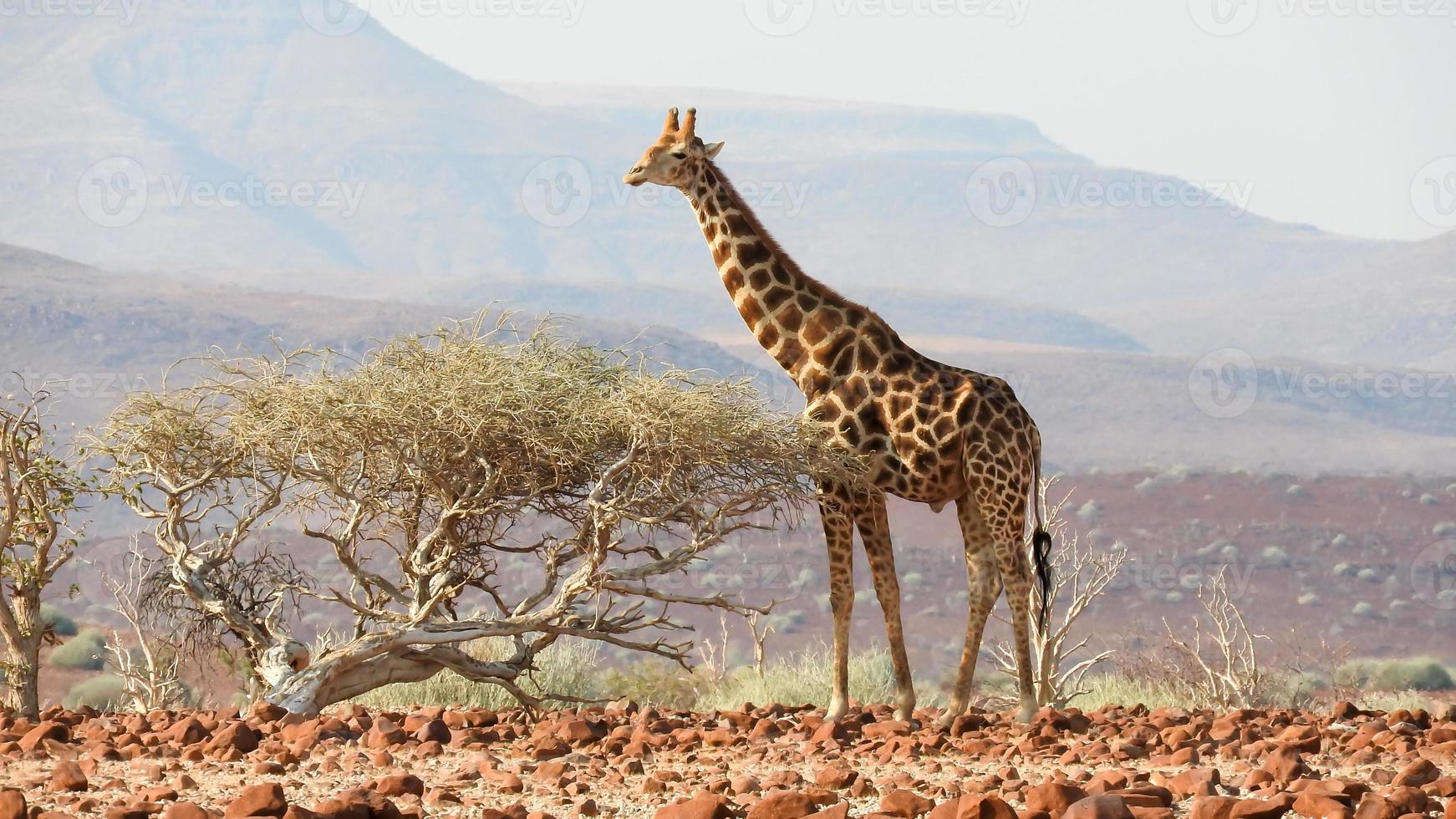 giraffa nel il vasto deserto di namibia damaraland foto